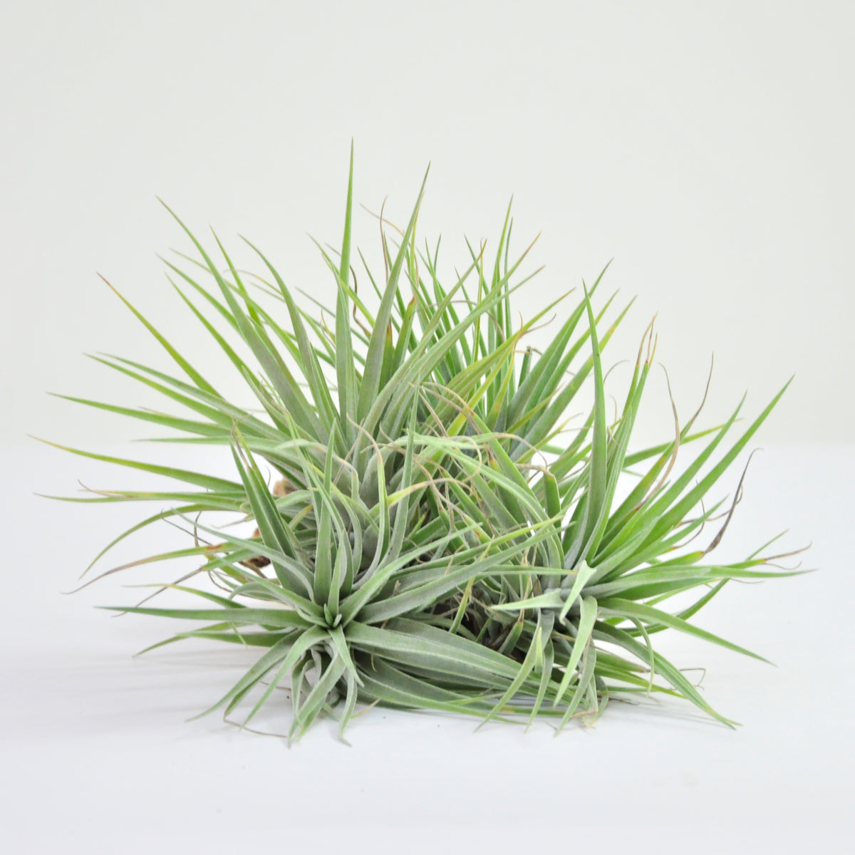 Kammii Pulk Tillandsia