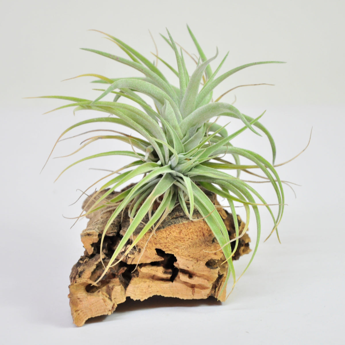 Kammii Tillandsia