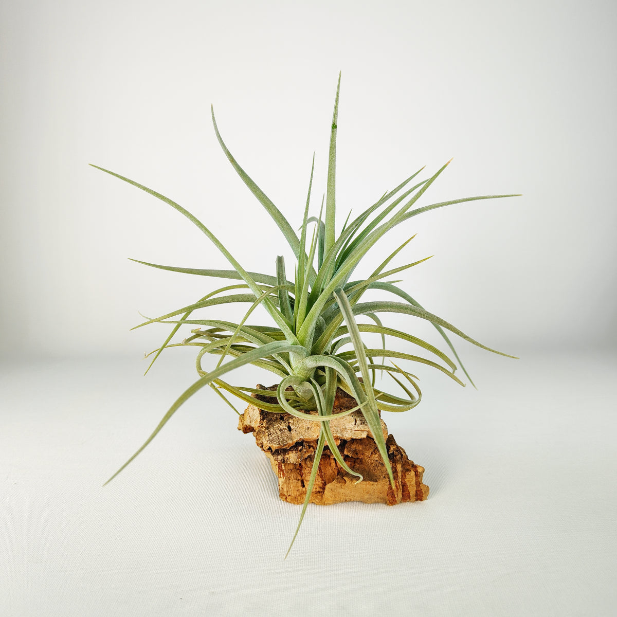 Tillandsia Kashkin