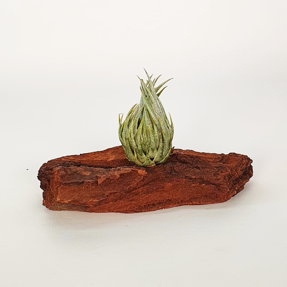 Tillandsia Kautskyi Talla M