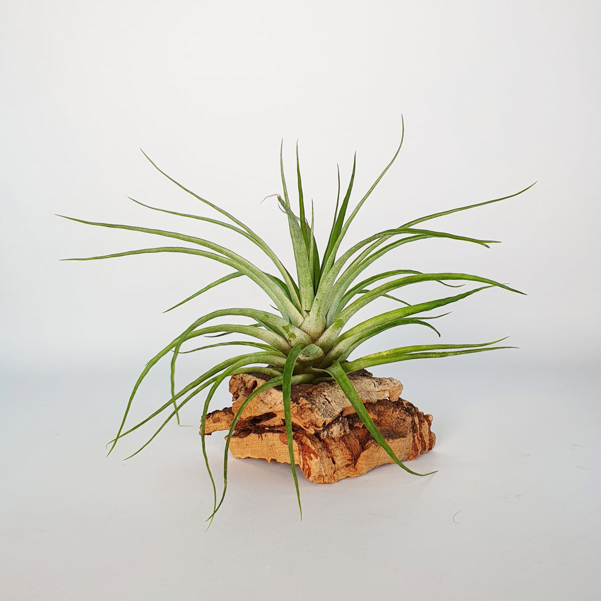 Tillandsia Kegeliana