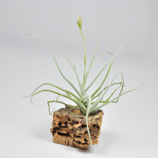 Kurt-hortsii Tillandsia