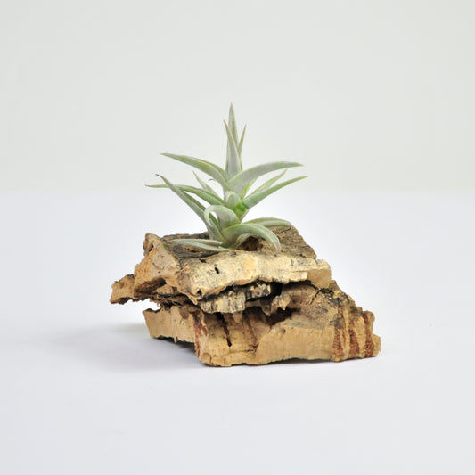 Latifolia Dwarf Type 1 Tillandsia