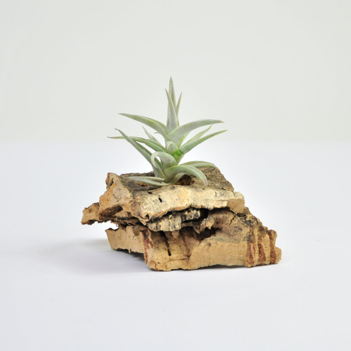 Tillandsia Latifolia Enano Tipo 1