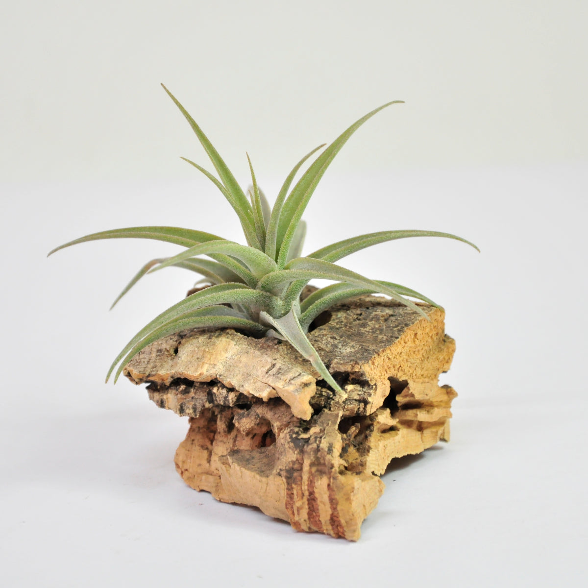 Tillandsia latifolia