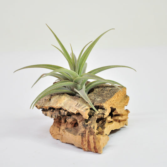 Latifolia Tillandsia