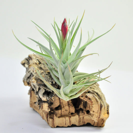 Leonamiana Tillandsia