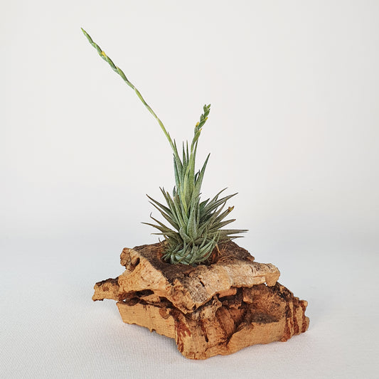 Tillandsia Loliacea Pulk