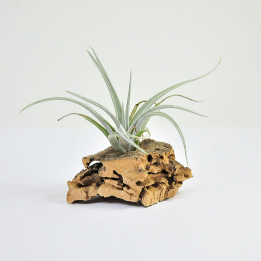 Lorentziana Tillandsia