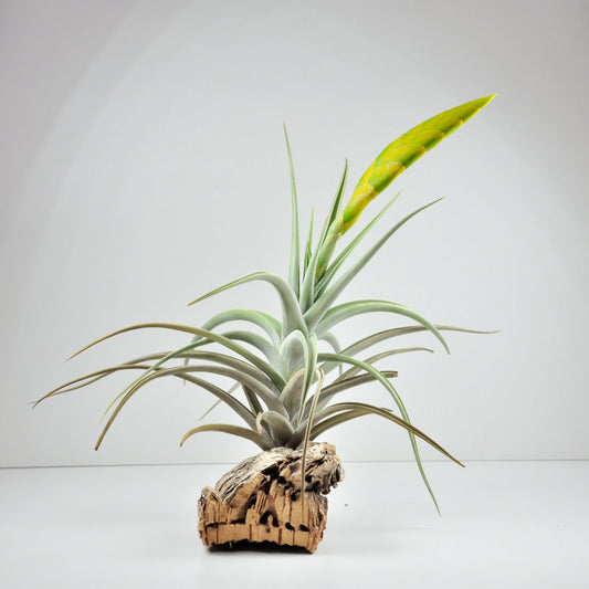 Lotteae Tillandsia