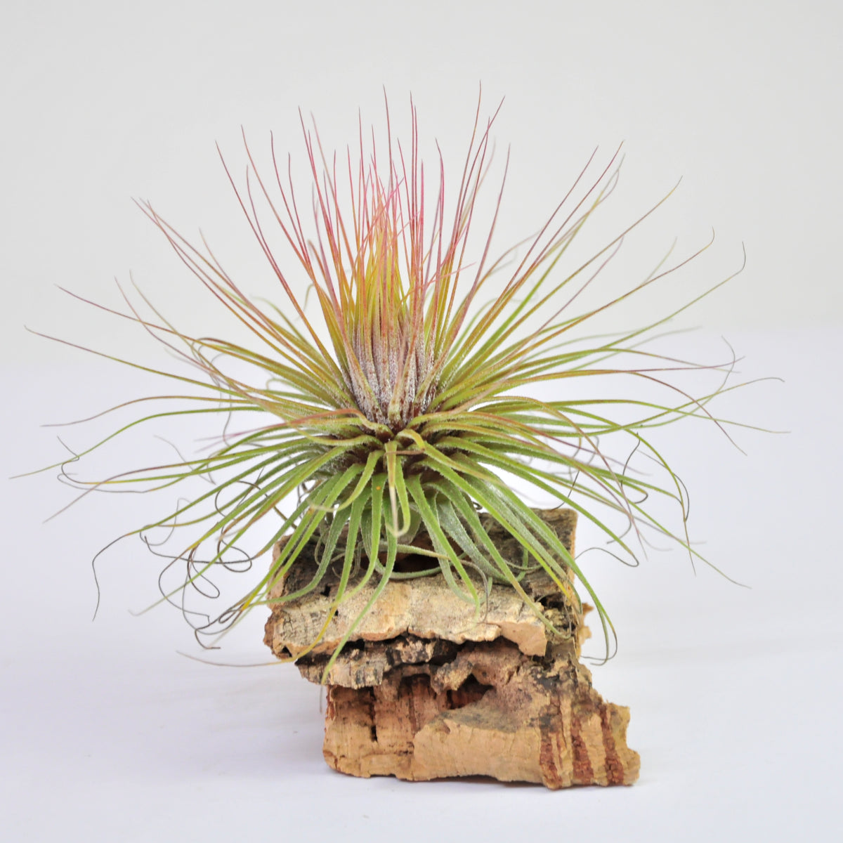 Magnusiana Tillandsia