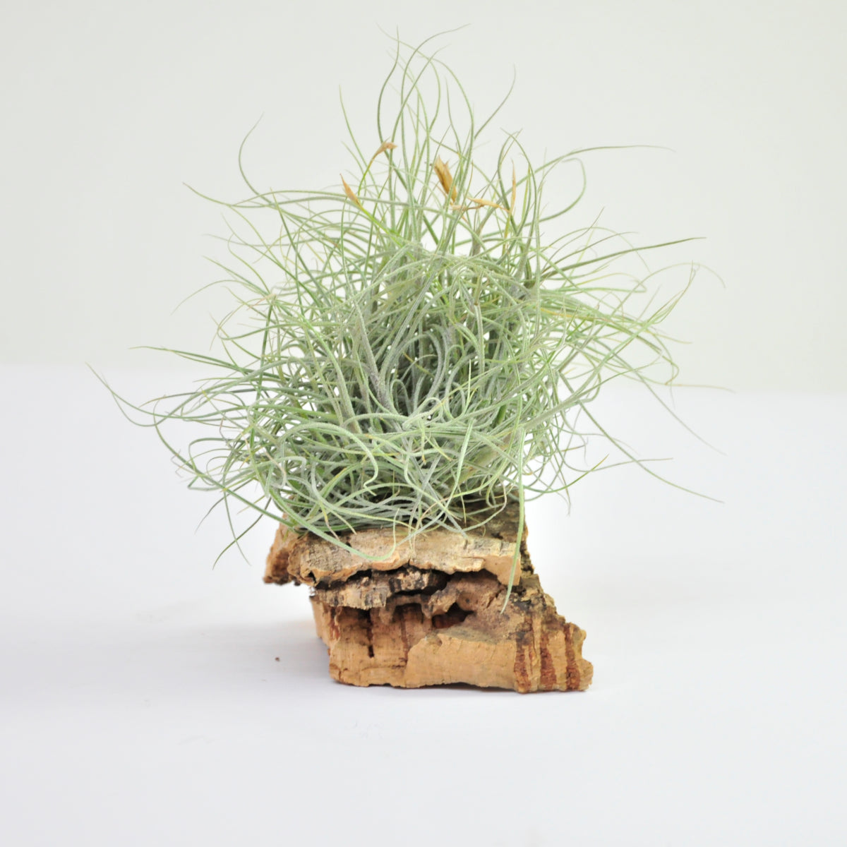 Mallemonti Pulk Tillandsia