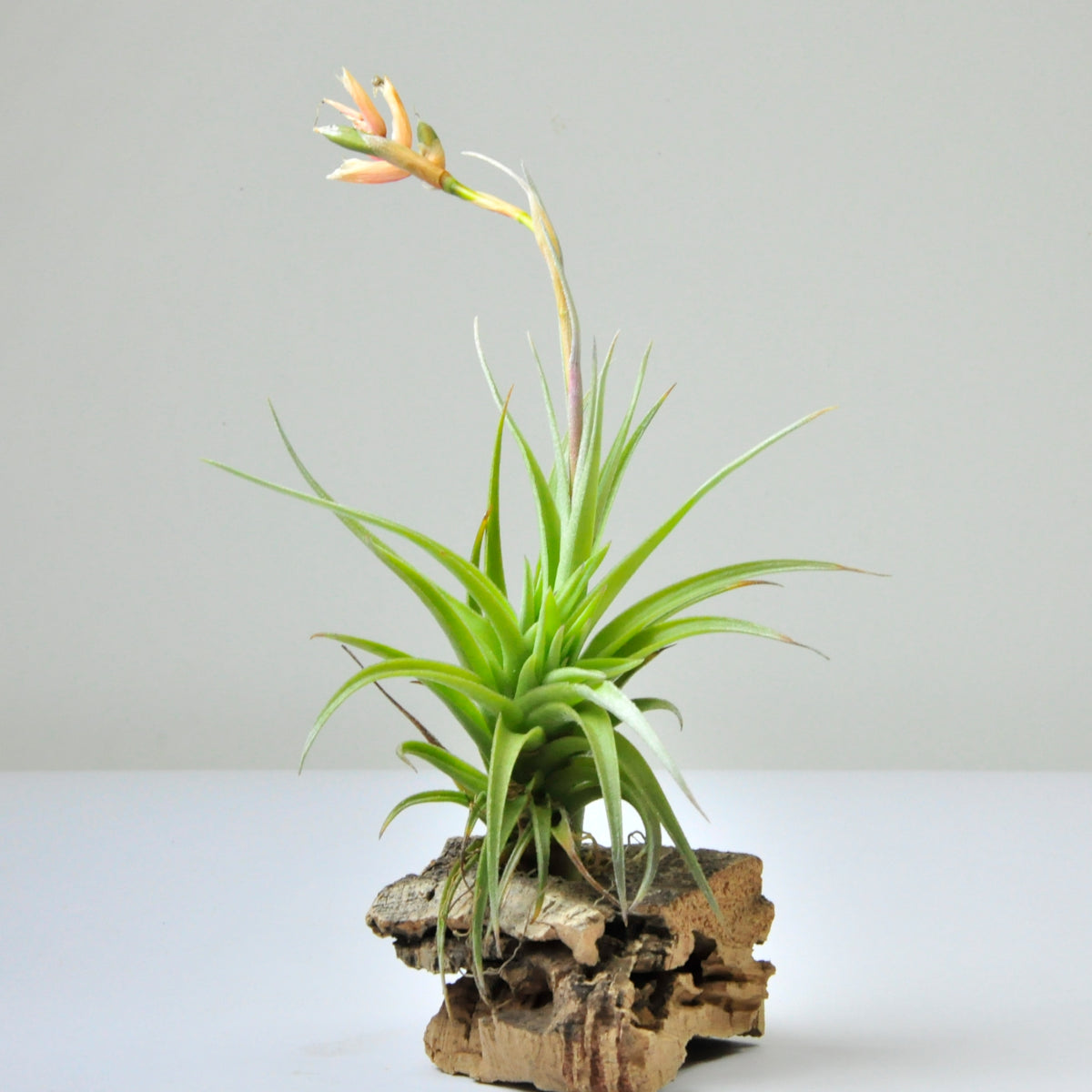 Tillandsia meridionalis