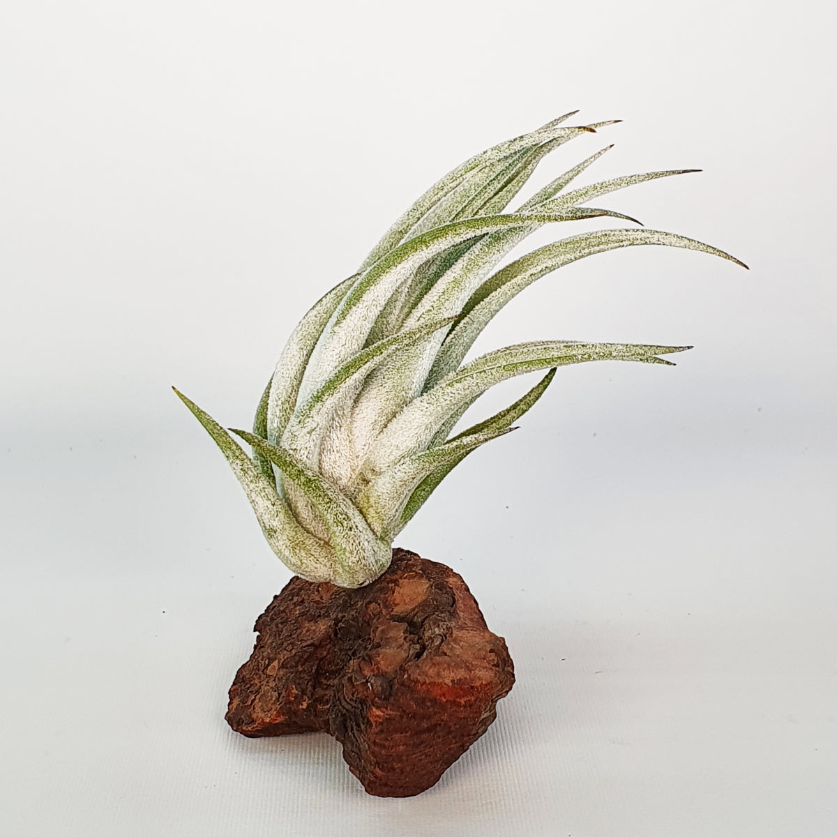 Tillandsia Mitlaensis