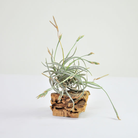 Myosura Büschel Tillandsia