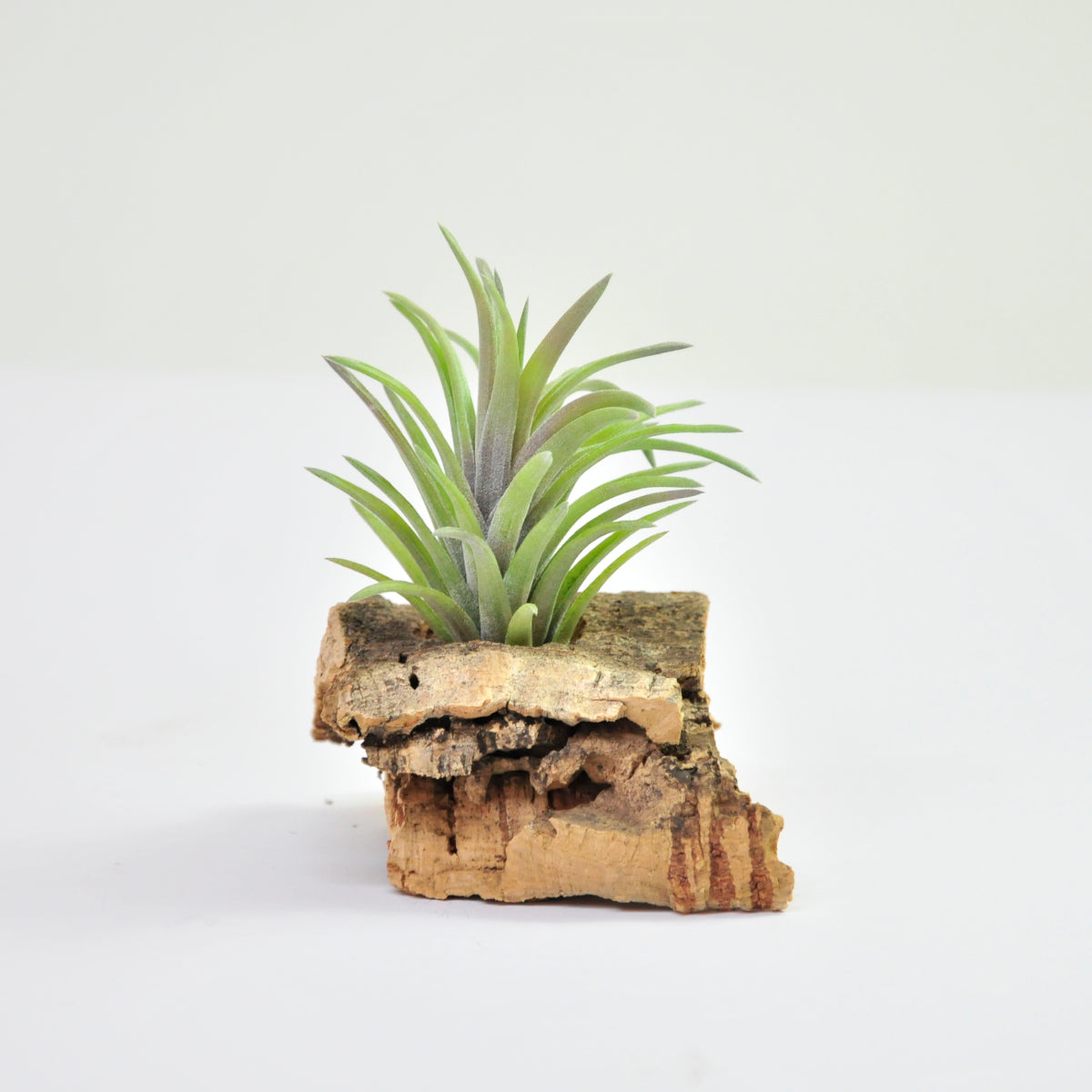 Neglecta rubra Tillandsia