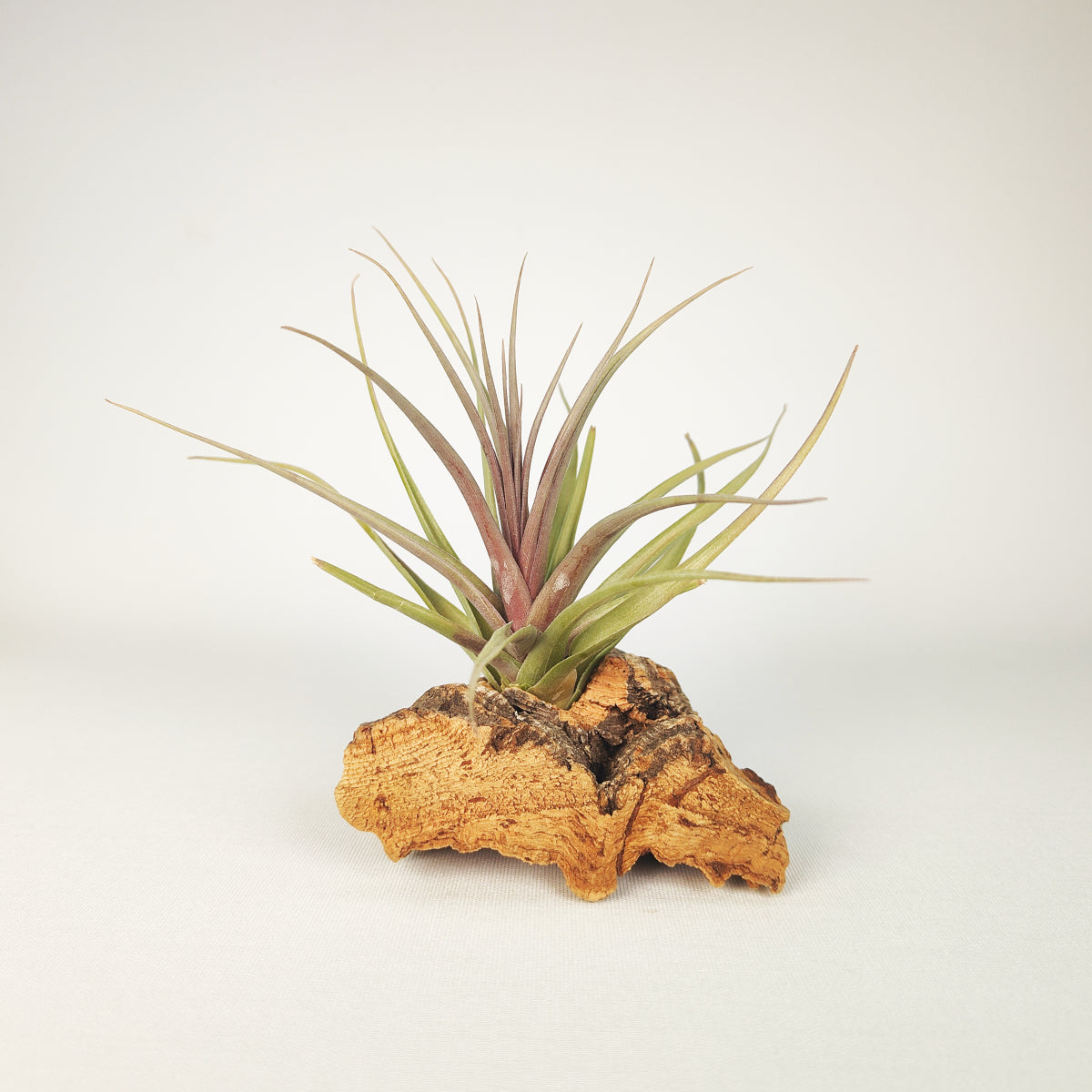 Tillandsia Nez Misso