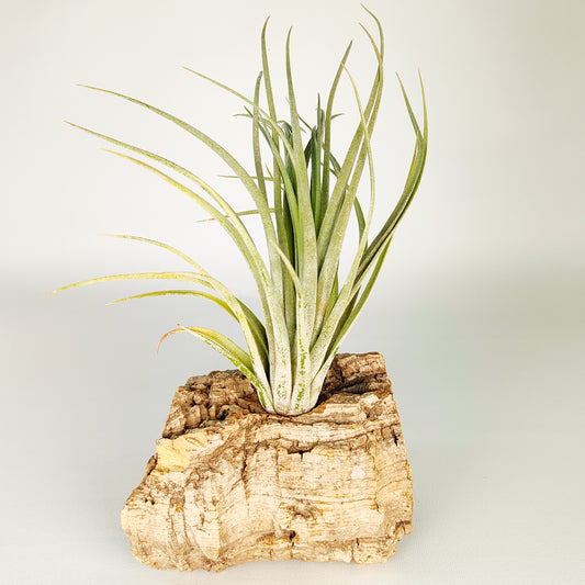 Tillandsia Nidus