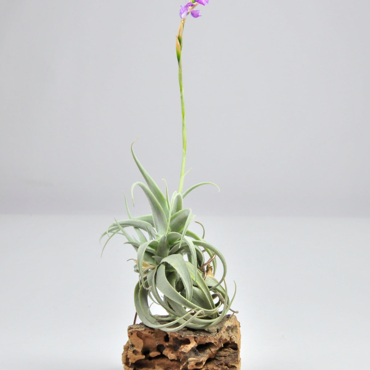 Paleacea apurimacensis Tillandsia