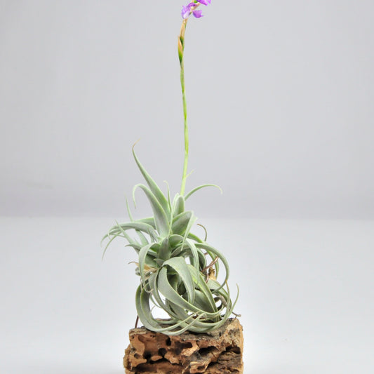 Tillandsia Paleacea Apurimacensis