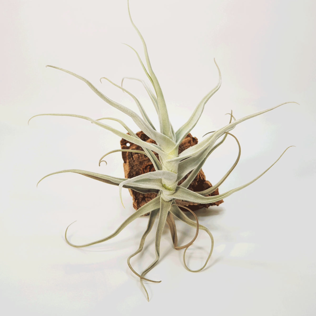 Tillandsia Paleacea Gigantea Perú