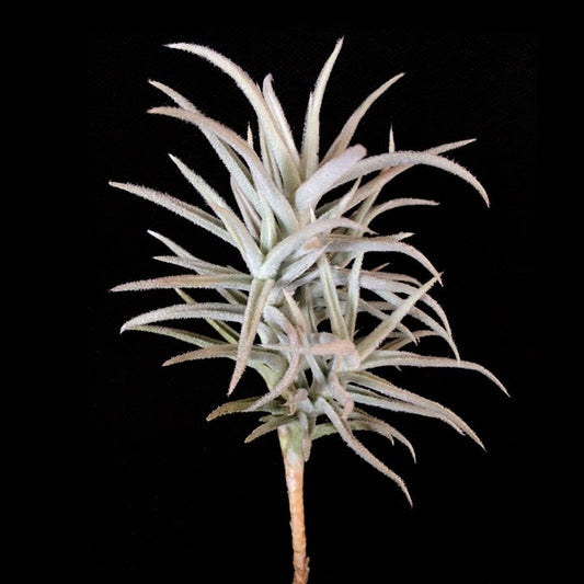 Tillandsia Paleacea Pulk