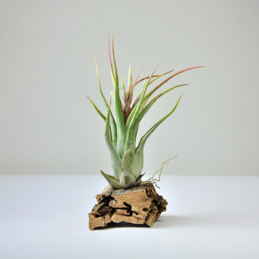 Tillandsia Paucifolia