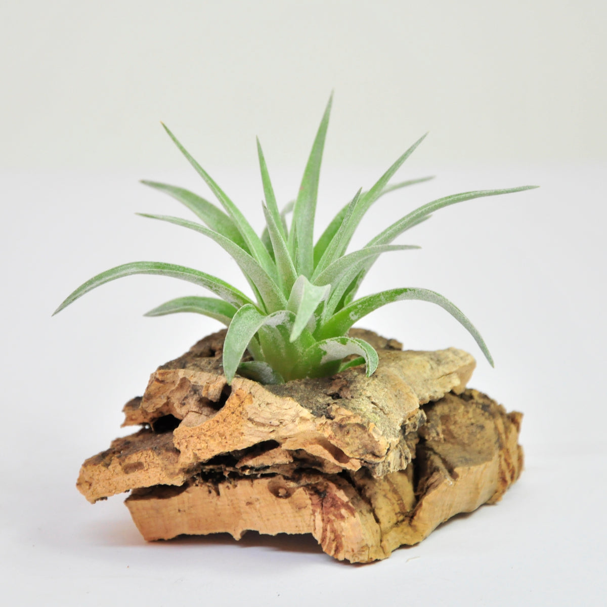 Plagiotropic Tillandsia