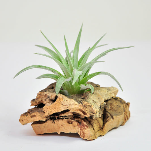 Plagiotropica Tillandsia