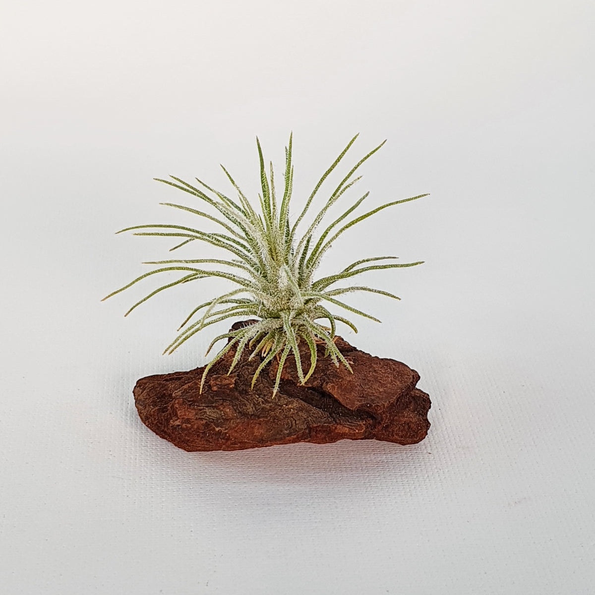 Tillandsia Plumosa