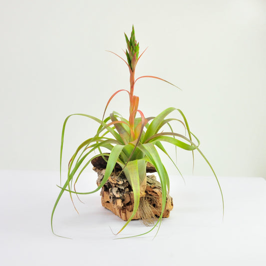 Polystachia Tillandsia