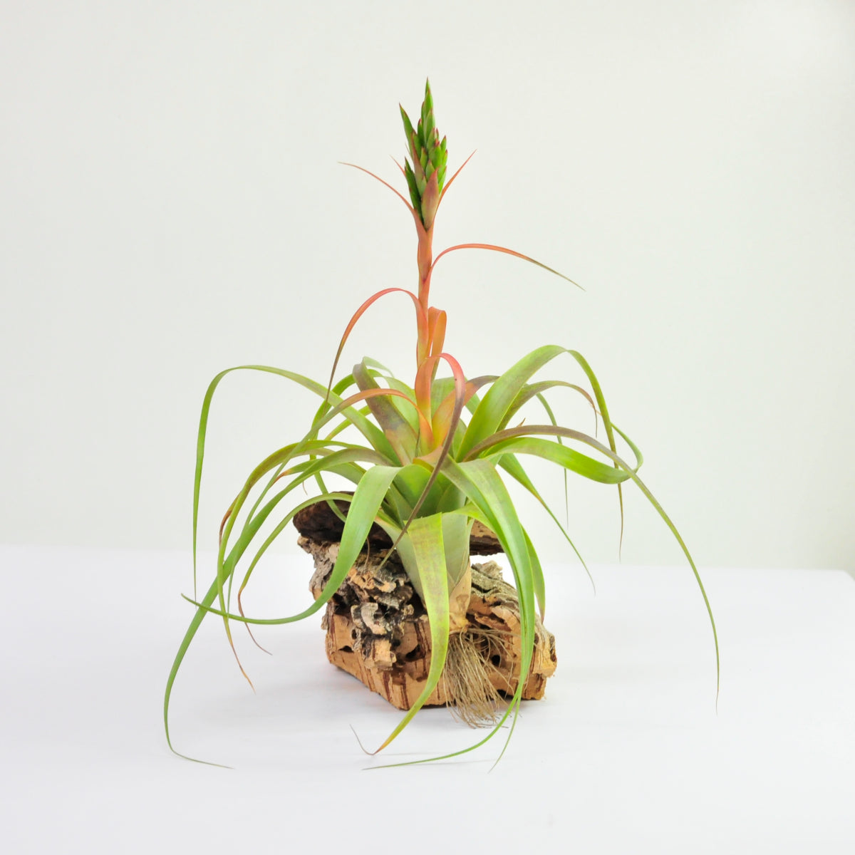 Tillandsia Polystachia