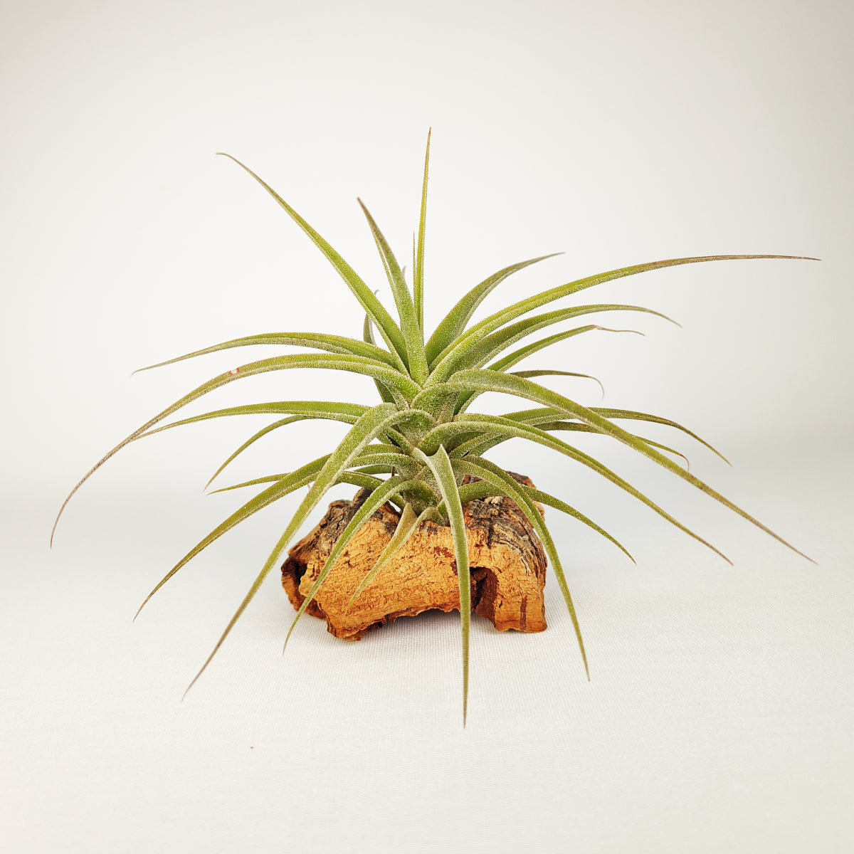 Tillandsia Latifolia Mororum