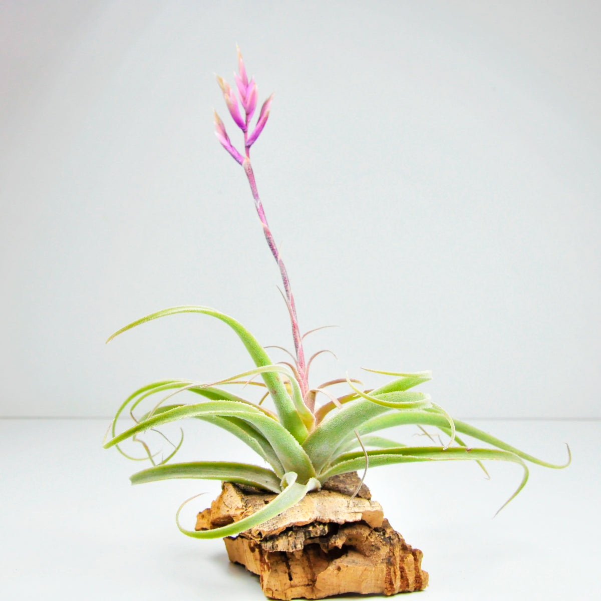 Tillandsia Purpurea Spiral