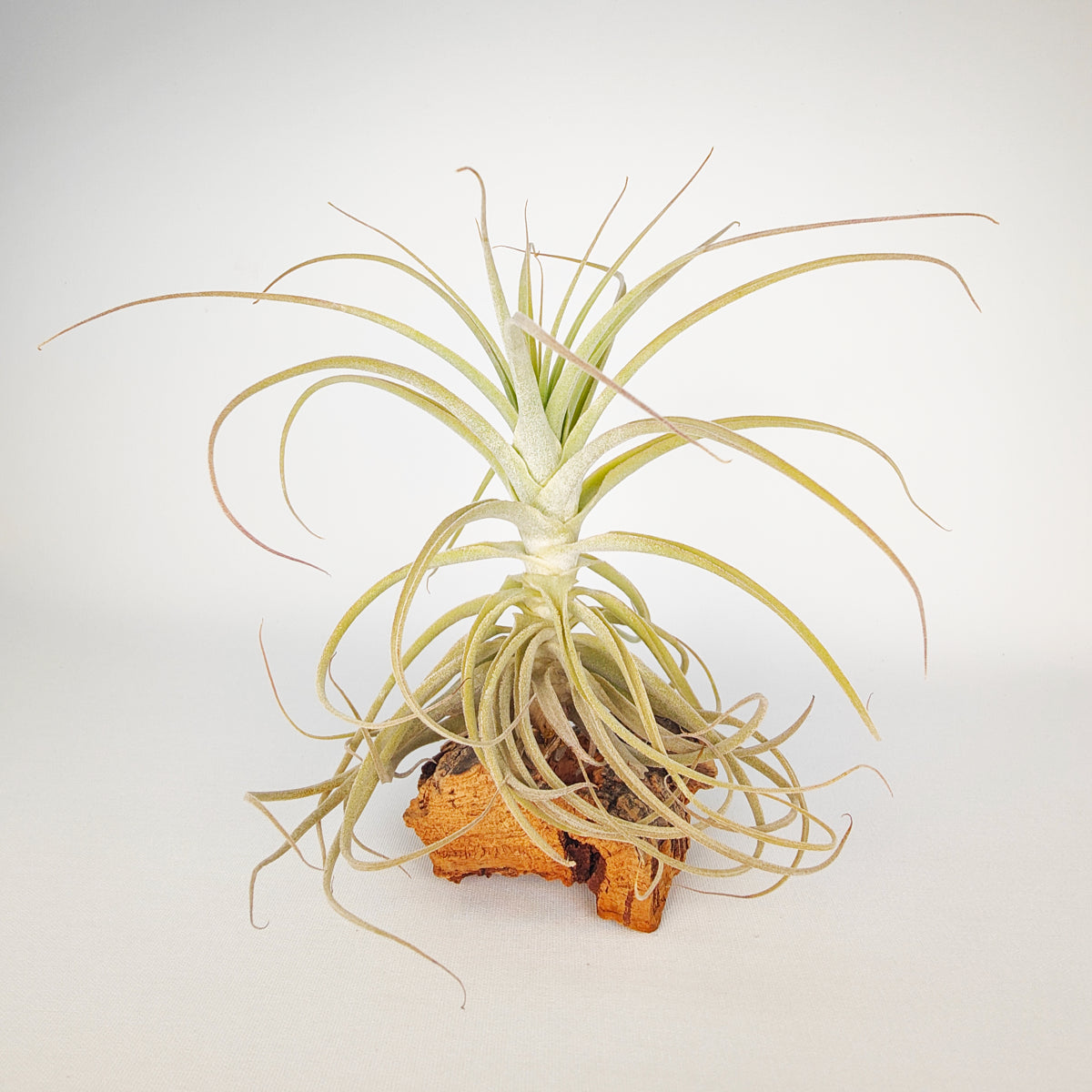 Tillandsia Purpurea Tipo 9