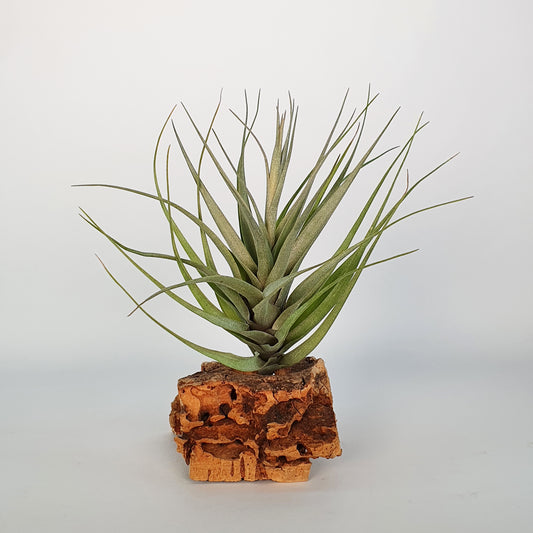 Tillandsia Queroensis