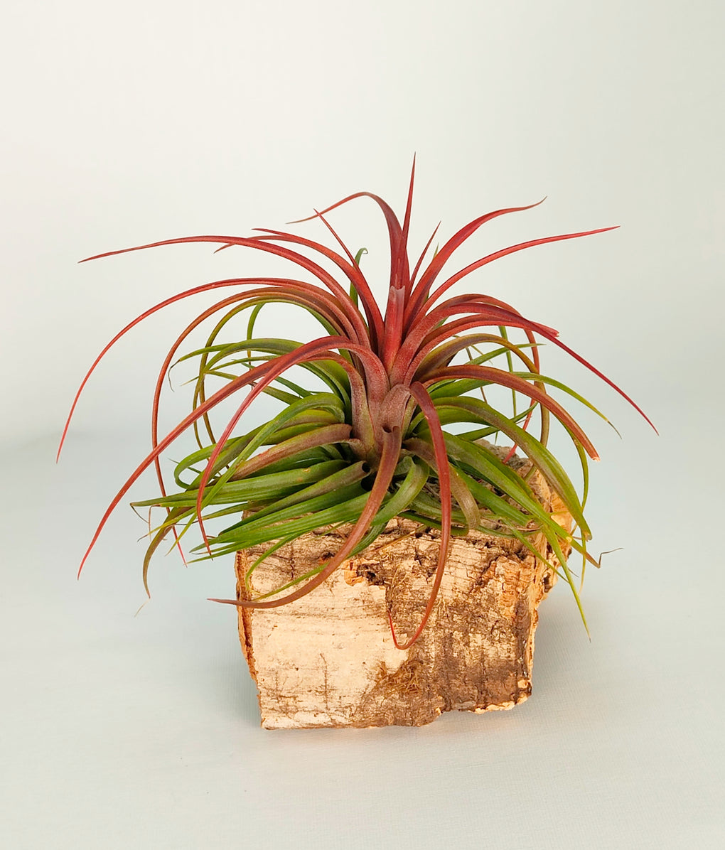 Tillandsia Rainforest Red