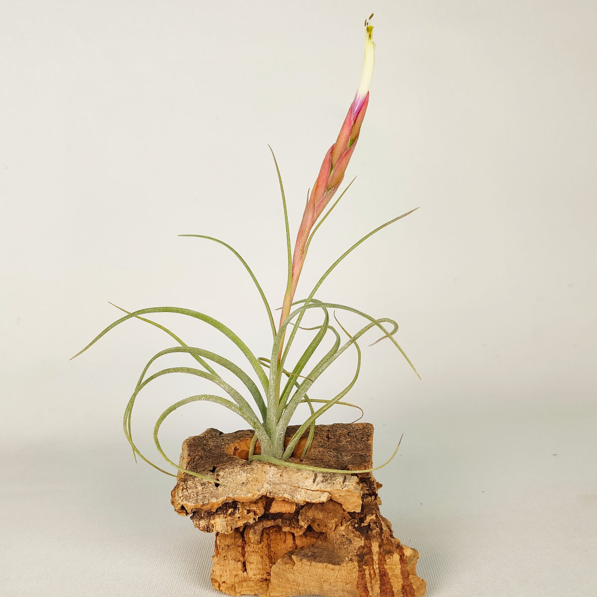 Tillandsia rectifolia