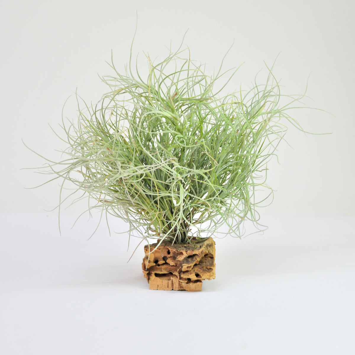 Recurvata pulk Tillandsia