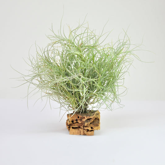 Recurvata Pulk Tillandsia