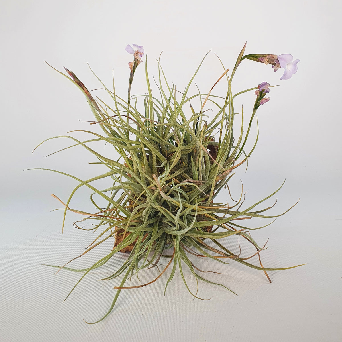 Tillandsia Recurvata x Streptocarpa Clump