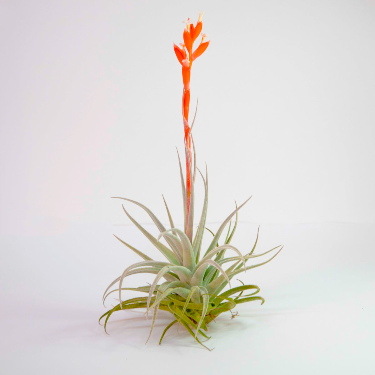 Recurvifolia Subsecundifolia Tillandsia