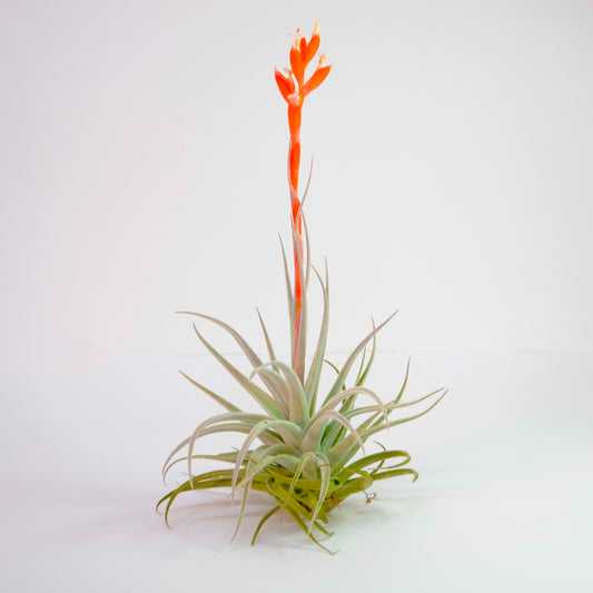 Tillandsia Recurvifolia Subsecundifolia