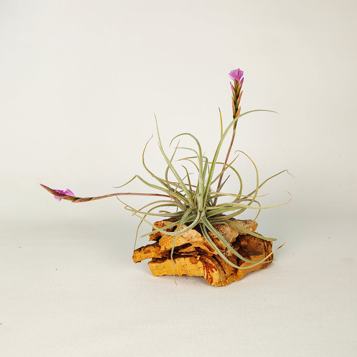 Tillandsia Recurvifolia x Streptocarpa