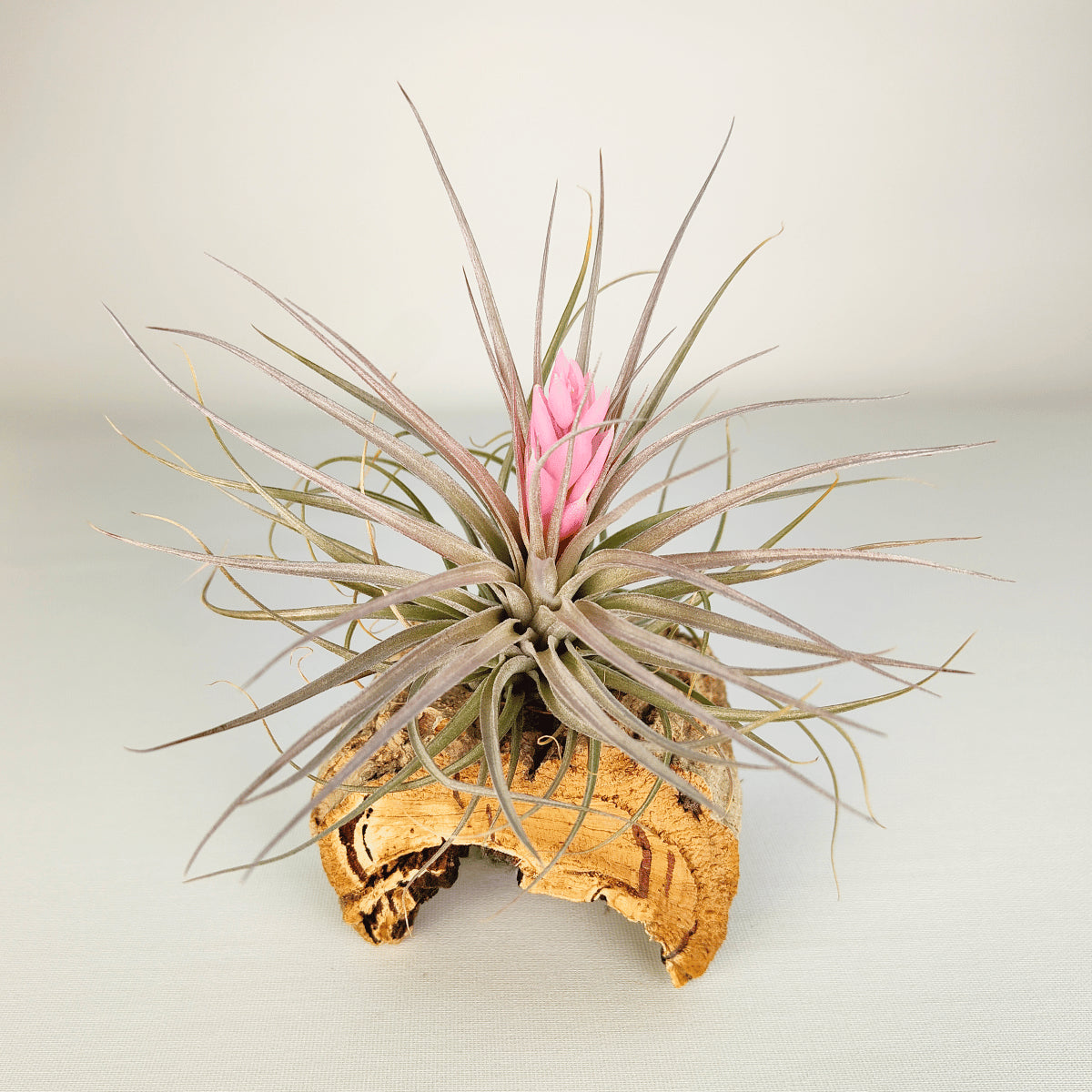 Tillandsia Recurvifolia x Stricta Grün