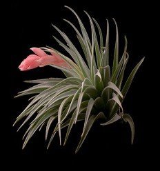 Recurvifolia Tillandsia