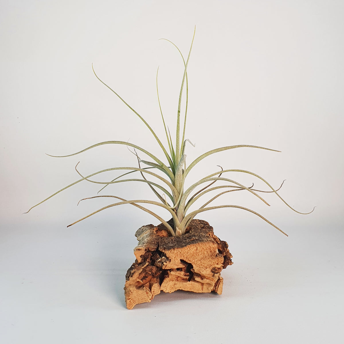 Tillandsia Reducta