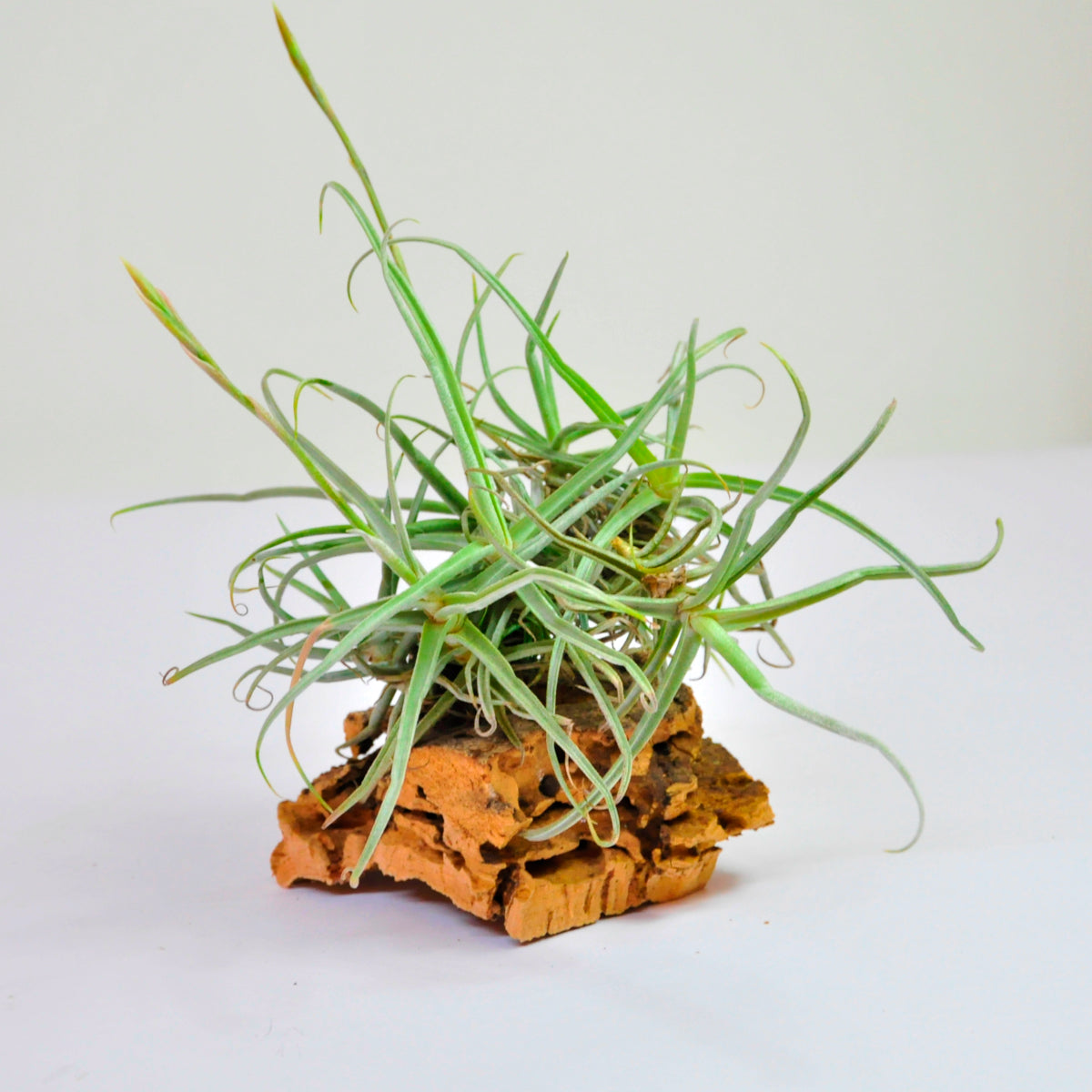 Reichenbachii Clump Tillandsia