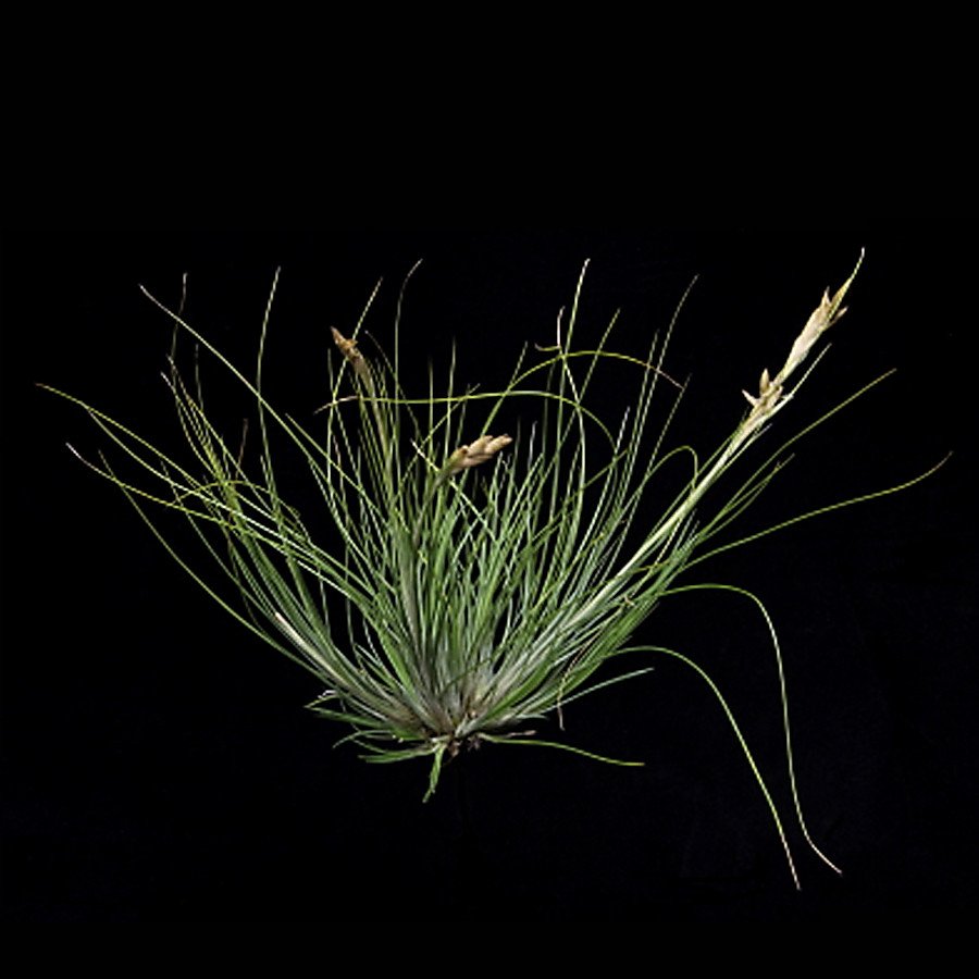 Abgesetzter Büschel Tillandsia