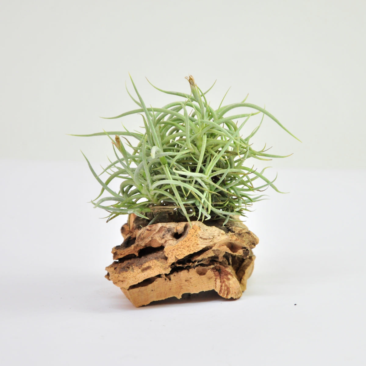 Retorta clump Tillandsia